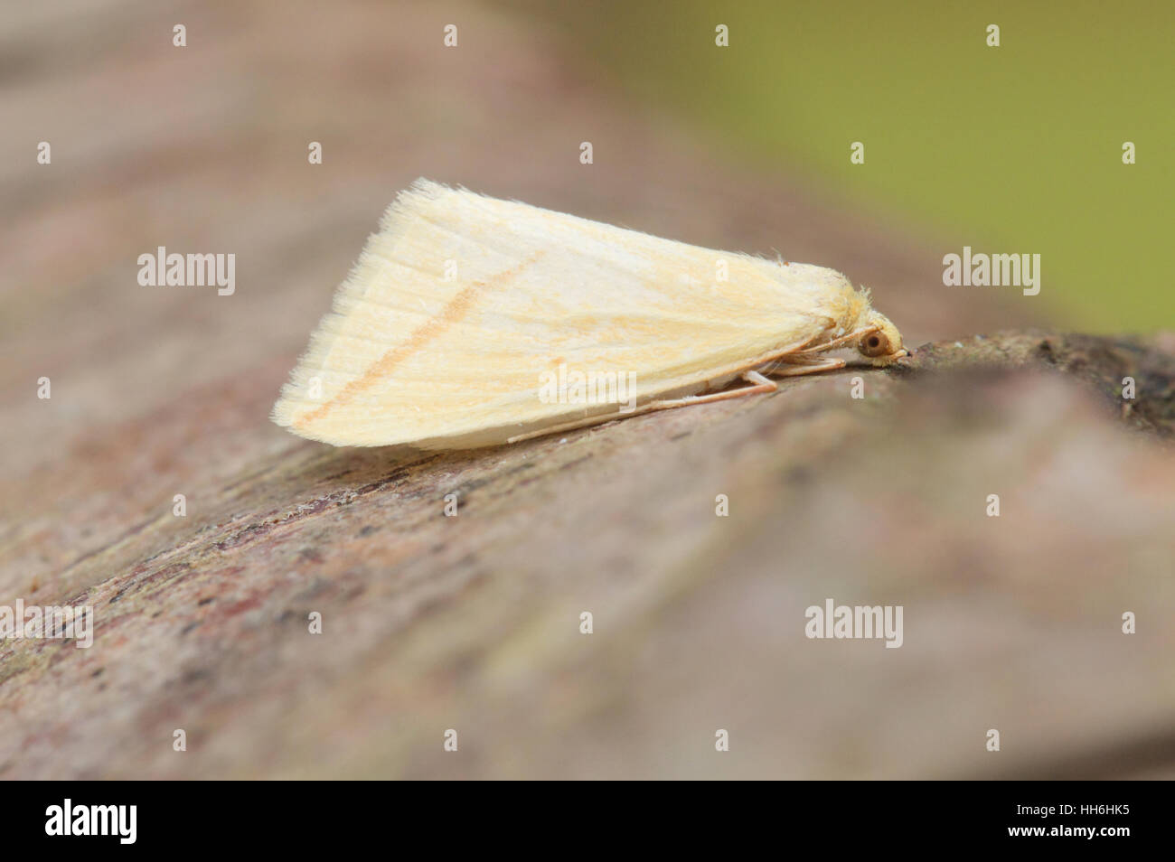 Vestale (Rhodometra sacrari), un delicato giallo e rosa migrant micro-moth Foto Stock