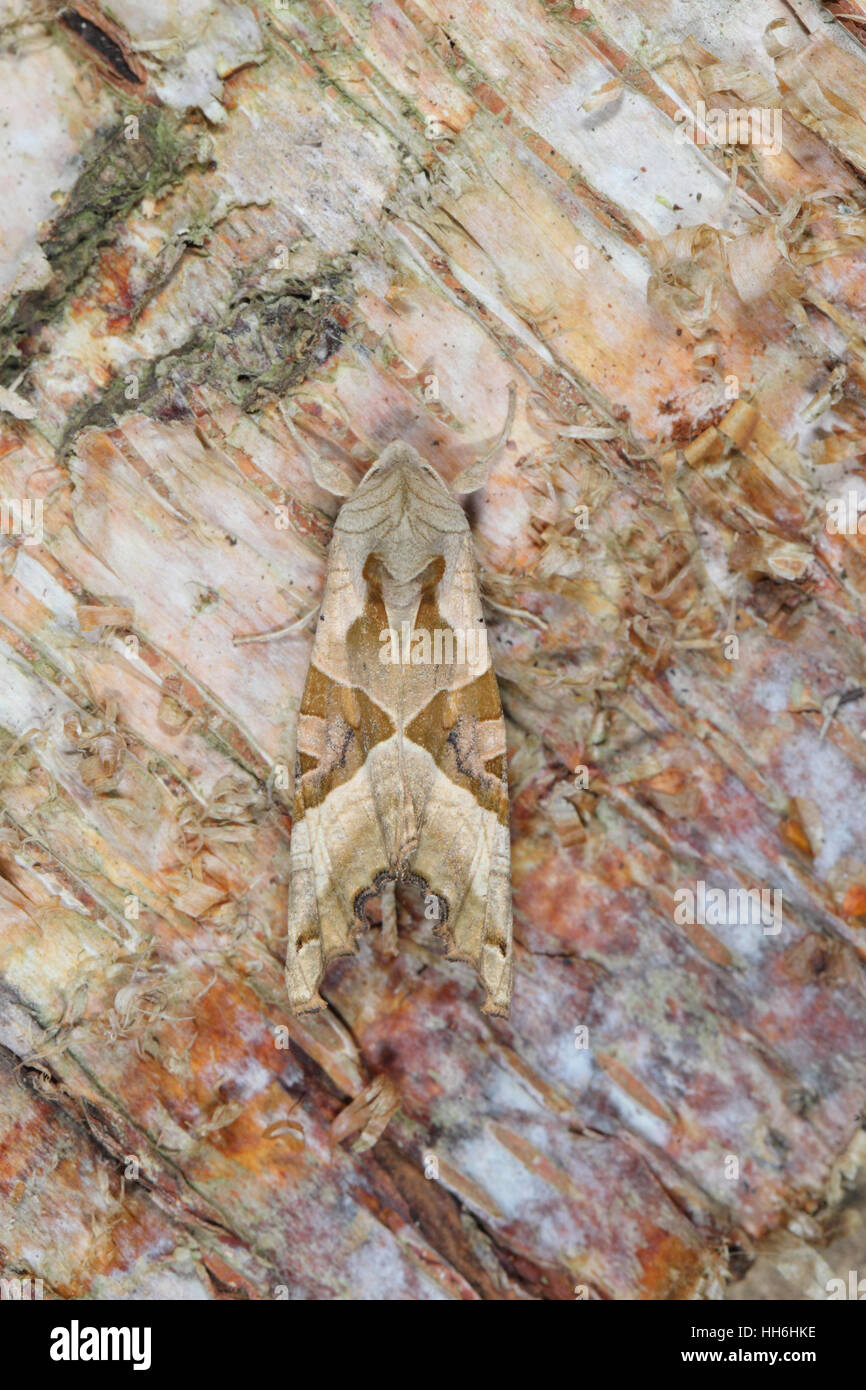 Sfumature di angolo (Phlogophora meticulosa): una bella falena che assomiglia a una foglia morta, mimetizzata su un argento tronco di betulla Foto Stock