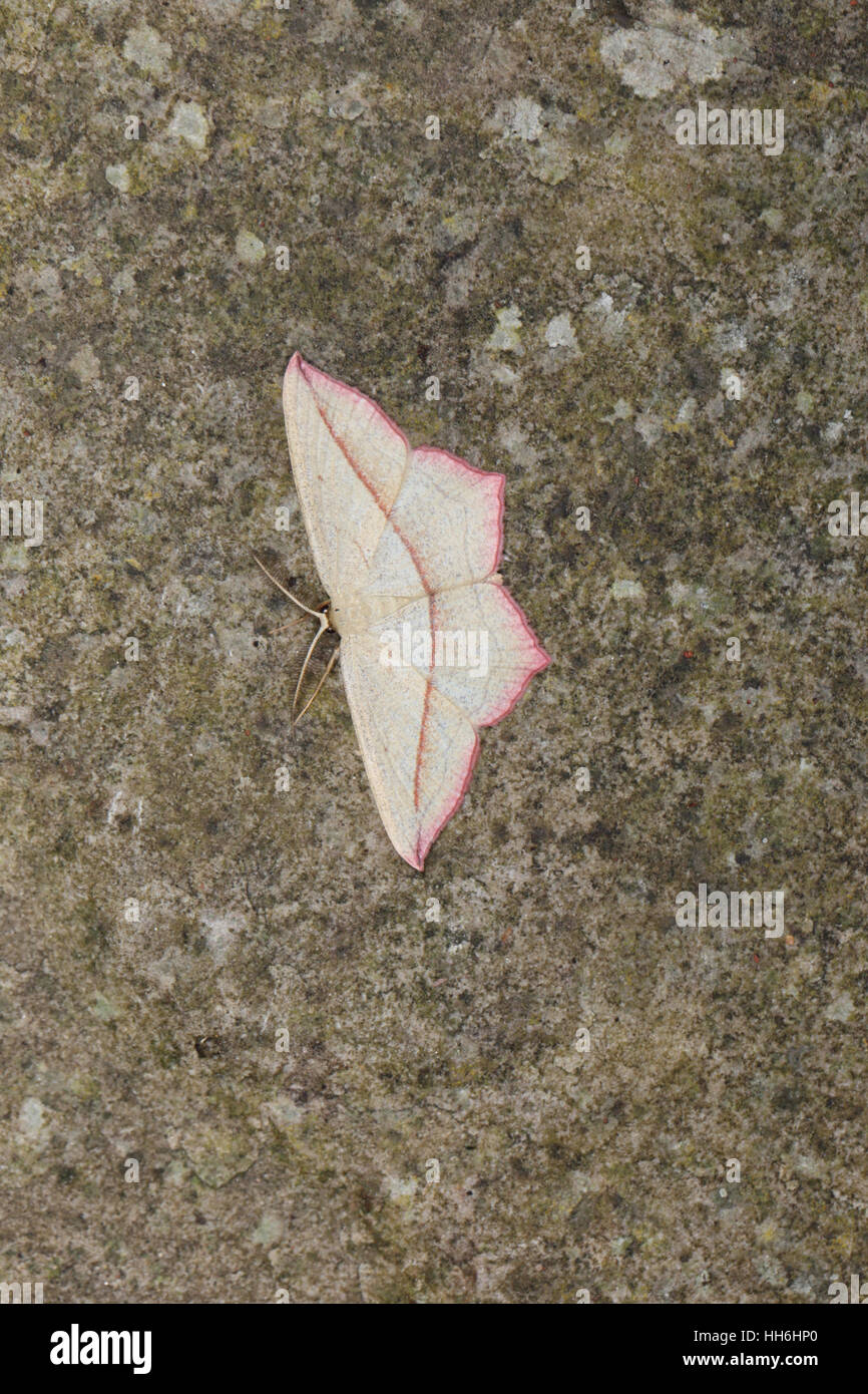 Bloodvein (Timandra comae), una crema angolare e rosa moth, arroccato su di una pietra Foto Stock