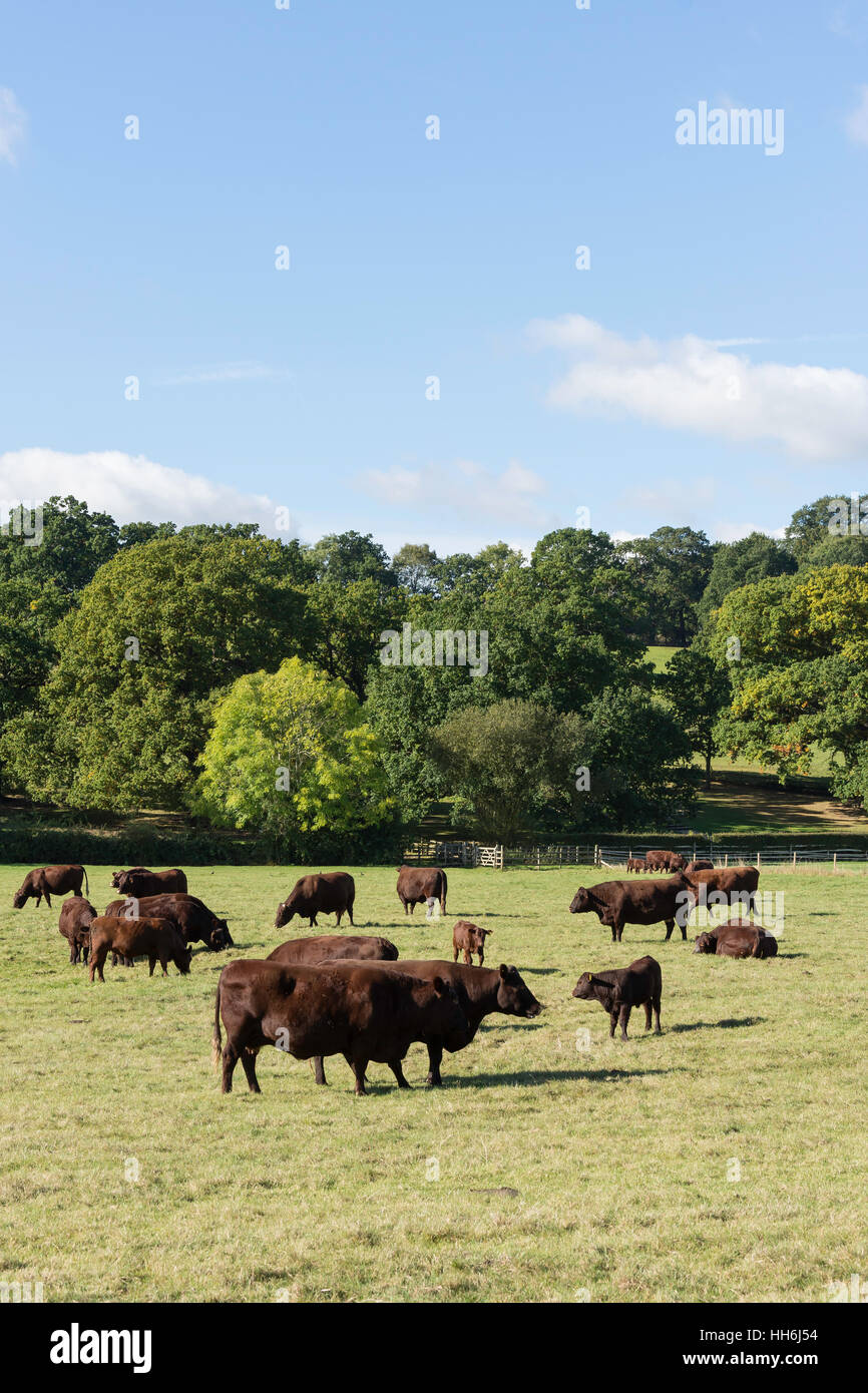 Sussex vacche di razza in campo a Runnymede da Fiume Tamigi, Surrey, England, Regno Unito Foto Stock