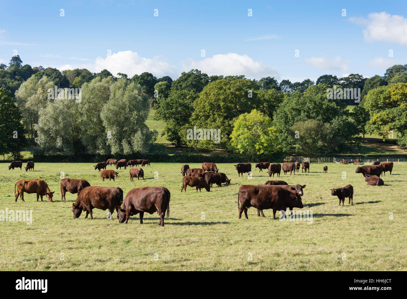 Sussex vacche di razza in campo a Runnymede da Fiume Tamigi, Surrey, England, Regno Unito Foto Stock