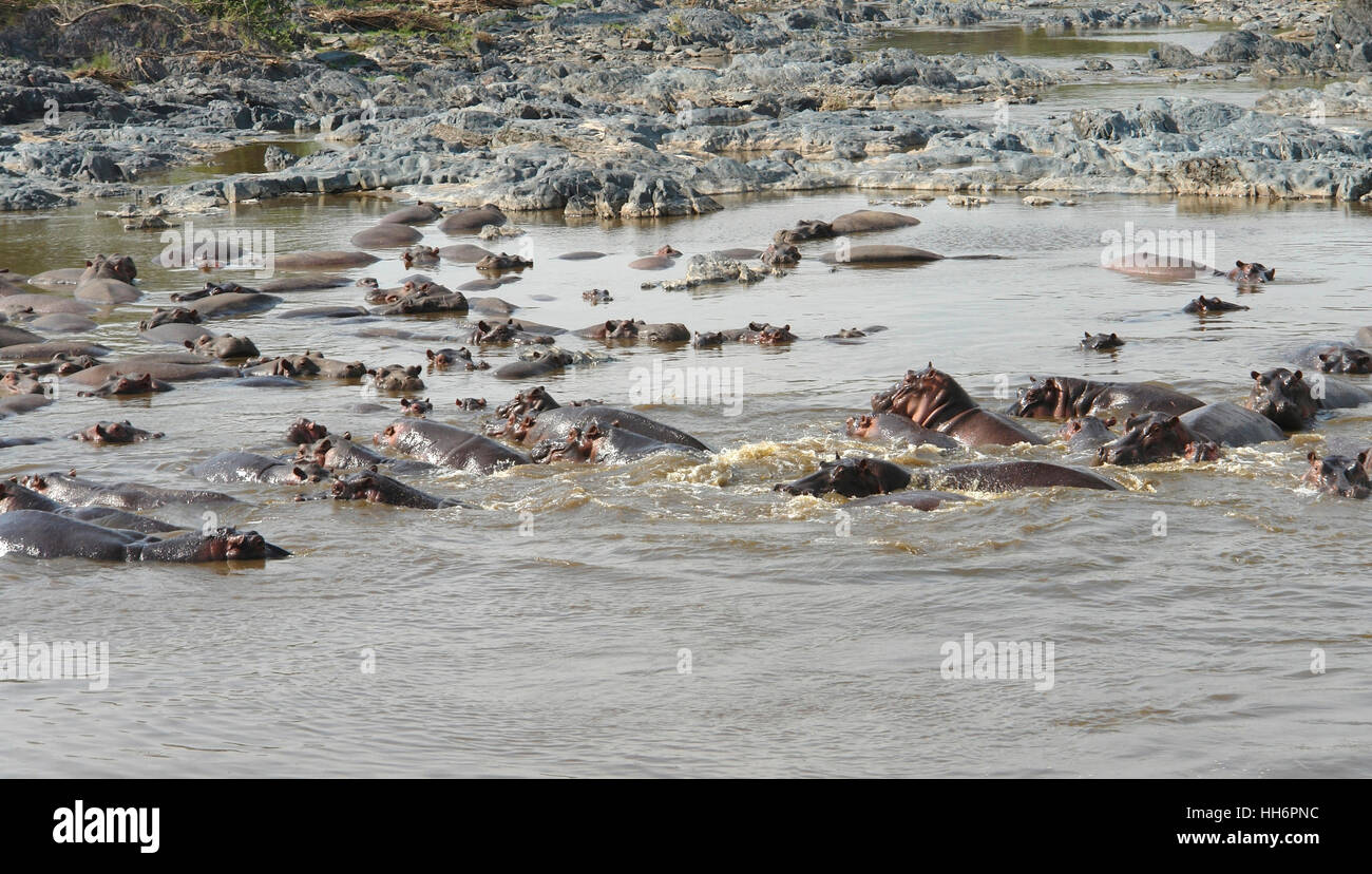 Partite ofswimming hippos Foto Stock