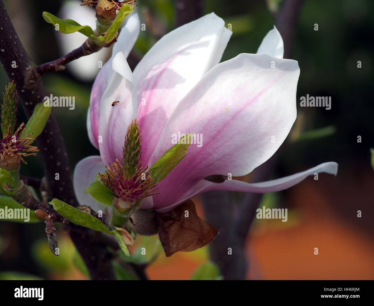 Magnolia soulangeana 'Alexandrina' Foto Stock