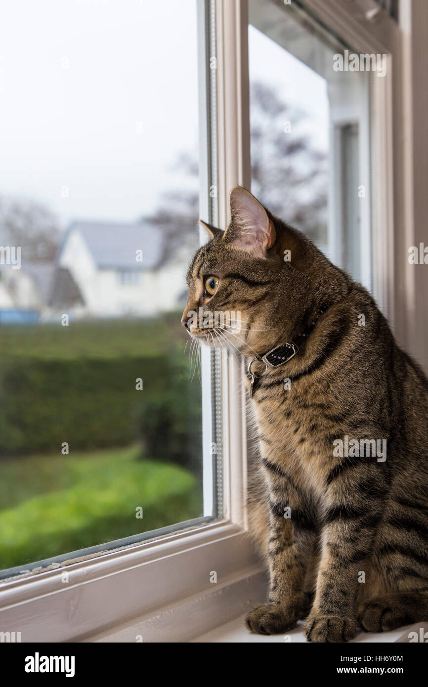 Tabby bengala Gatto gattino guardando fuori della finestra, Foto Stock