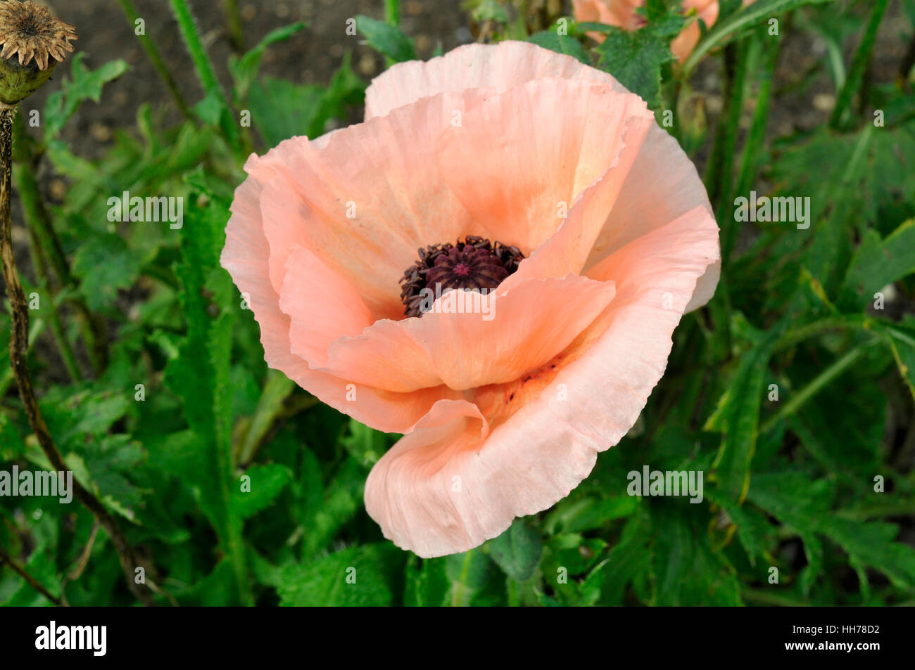 Unico fiore del papavero orientale Foto Stock