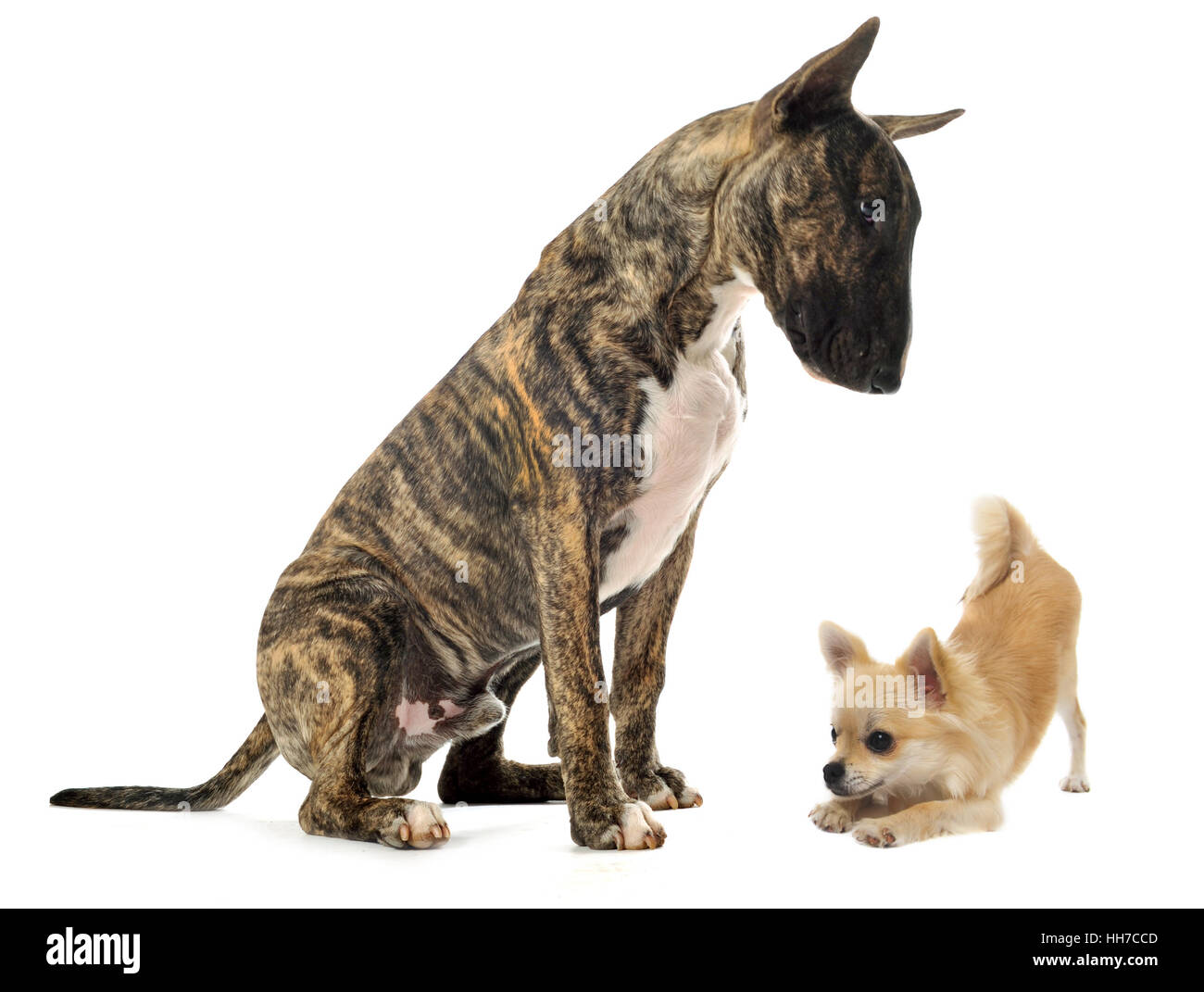 Cane cani, cucciolo, due grandi, grande, enorme, extreme, potente, imponente, Foto Stock