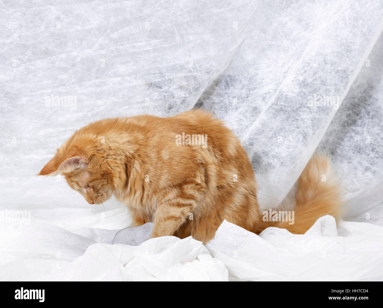Rosso marrone Maine Coon gattino circondato da tessuti di colore bianco Foto Stock