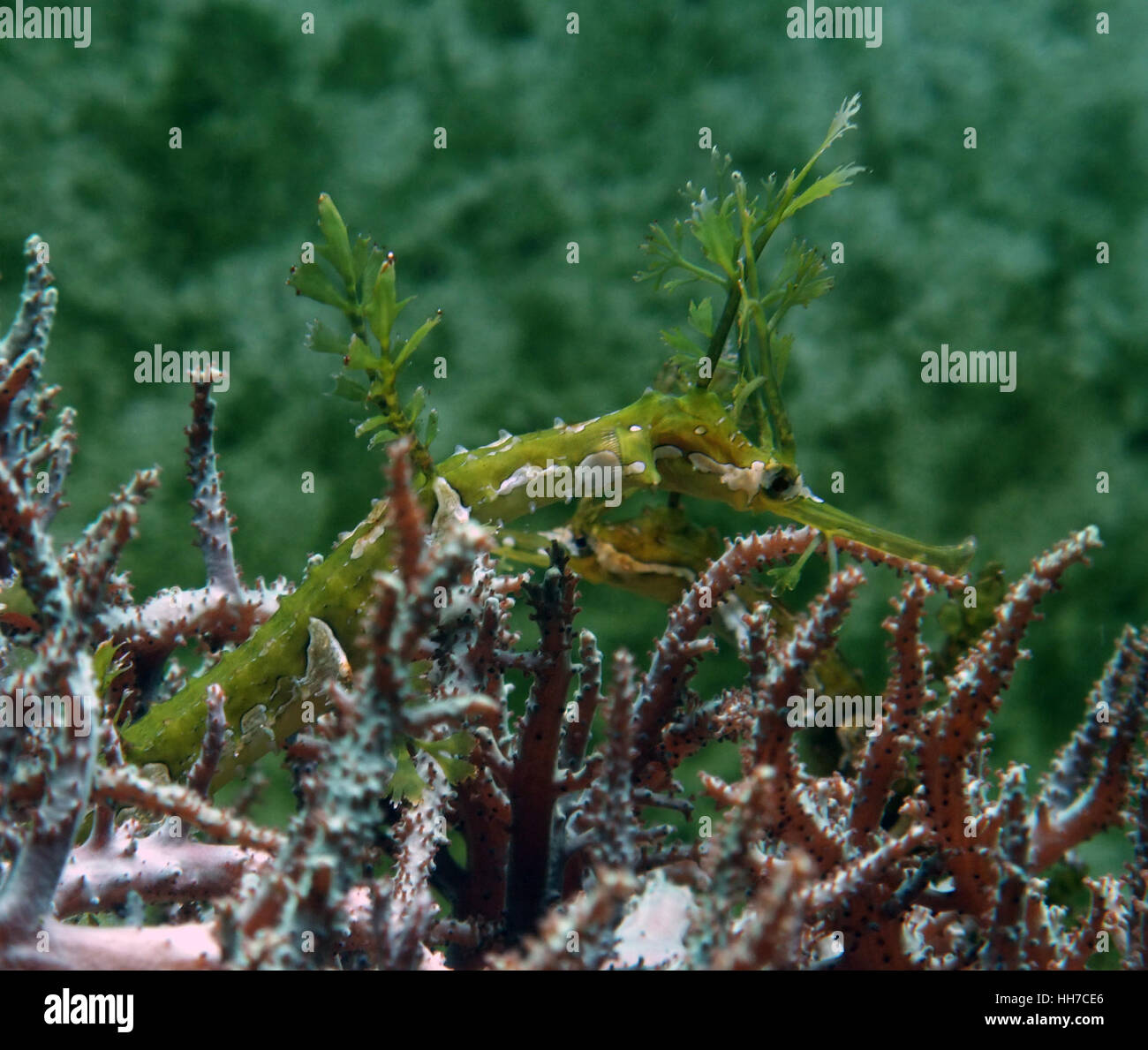 Paesaggio subacqueo che mostra un verde Weedy sea dragon in sfocata indietro Foto Stock