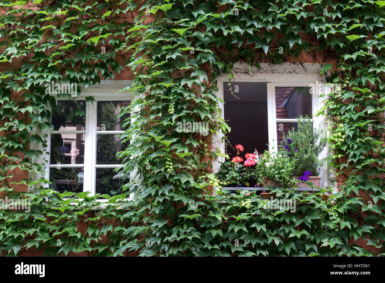 Ivy torsioni intorno a windows, Augsburg, Baviera, Germania Foto Stock