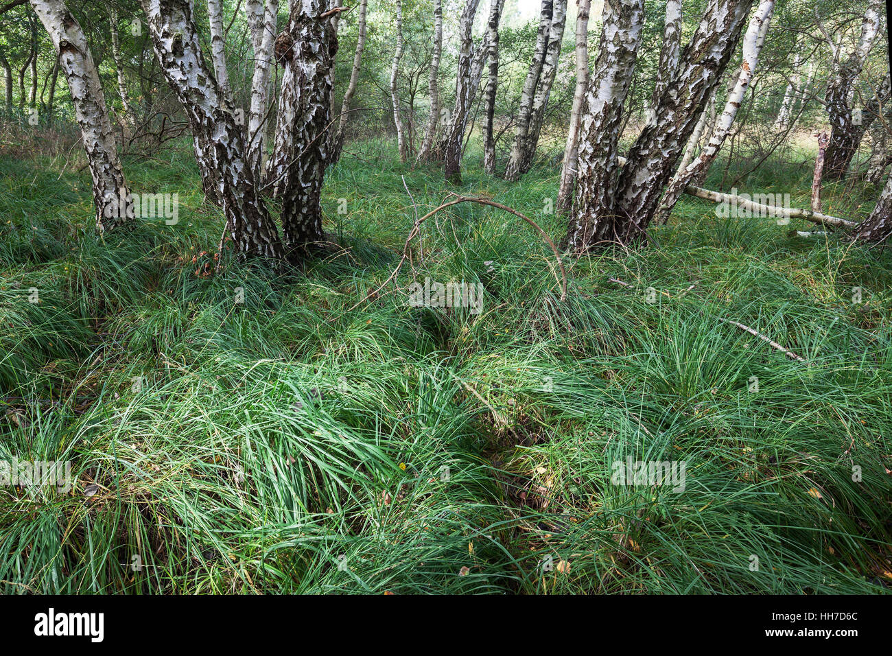 Moor di betulle, roverella betulle (Betula pubescens), Birkenbruch foresta, Steinhude Riserva Naturale, Bassa Sassonia, Germania Foto Stock