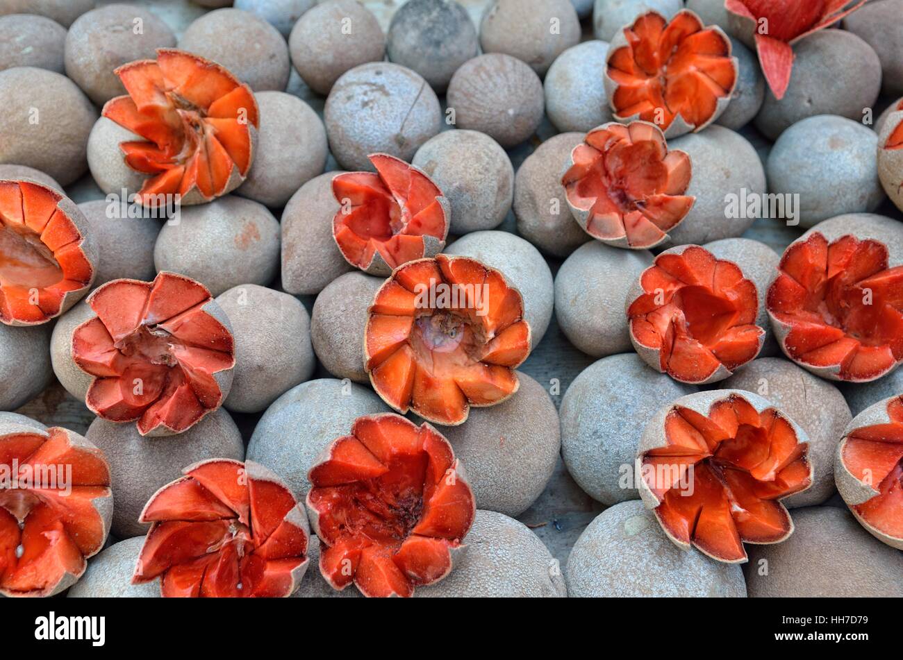 Grandi mamey sapote (Pouleria sapota), Tlacolula de Matamoros, Oaxaca, Messico Foto Stock