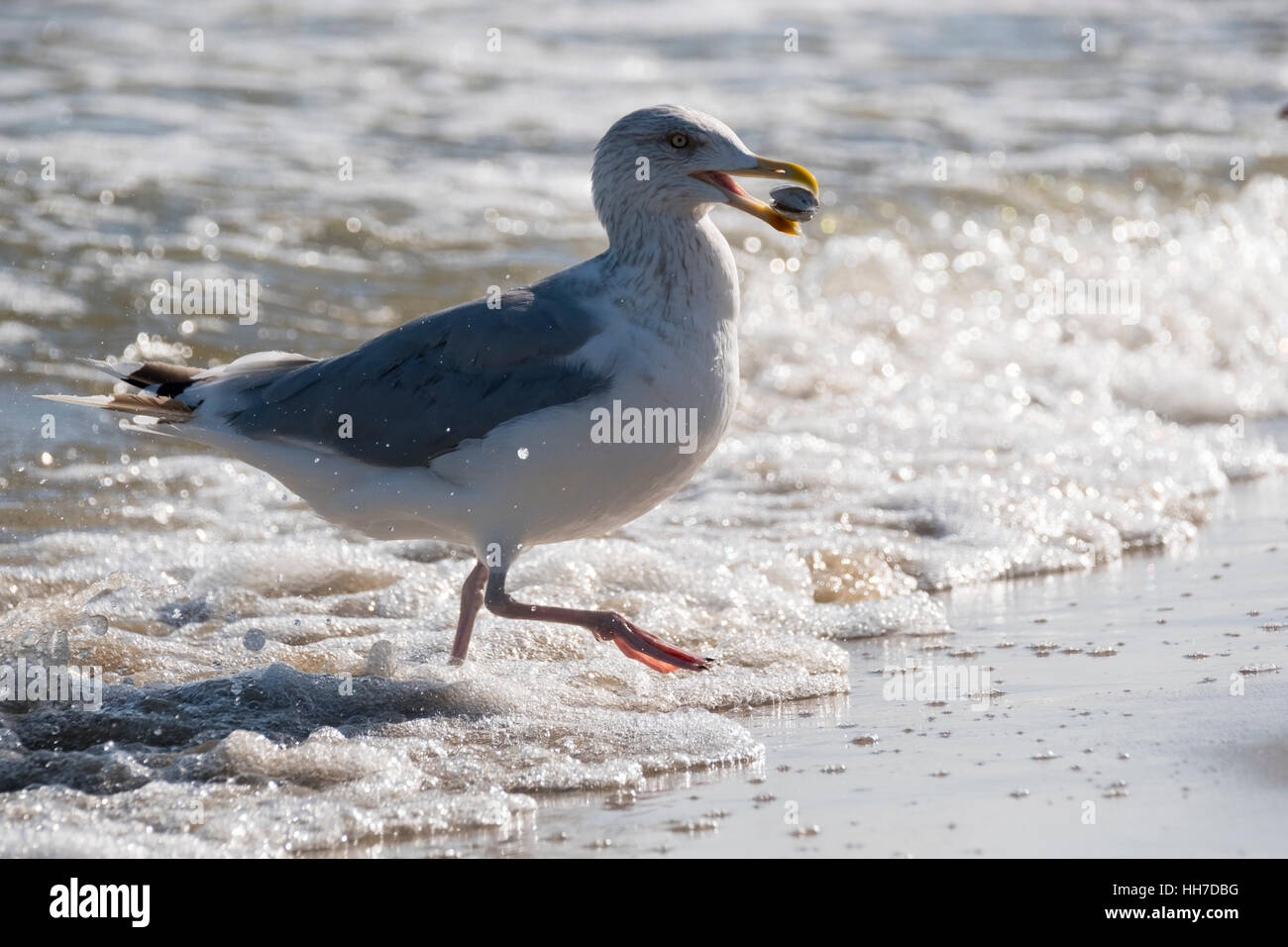 Aringa europea gabbiano (Larus argentatus), i bambini con le cozze nel suo becco, in esecuzione fuori dall'acqua, Usedom, Mar Baltico Foto Stock