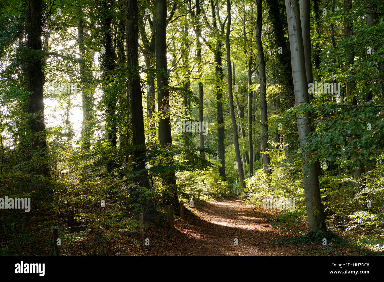 Il sentiero attraverso il bosco di latifoglie, Streckelsberg, Koserow, Usedom, Meclemburgo-Pomerania, Germania Foto Stock