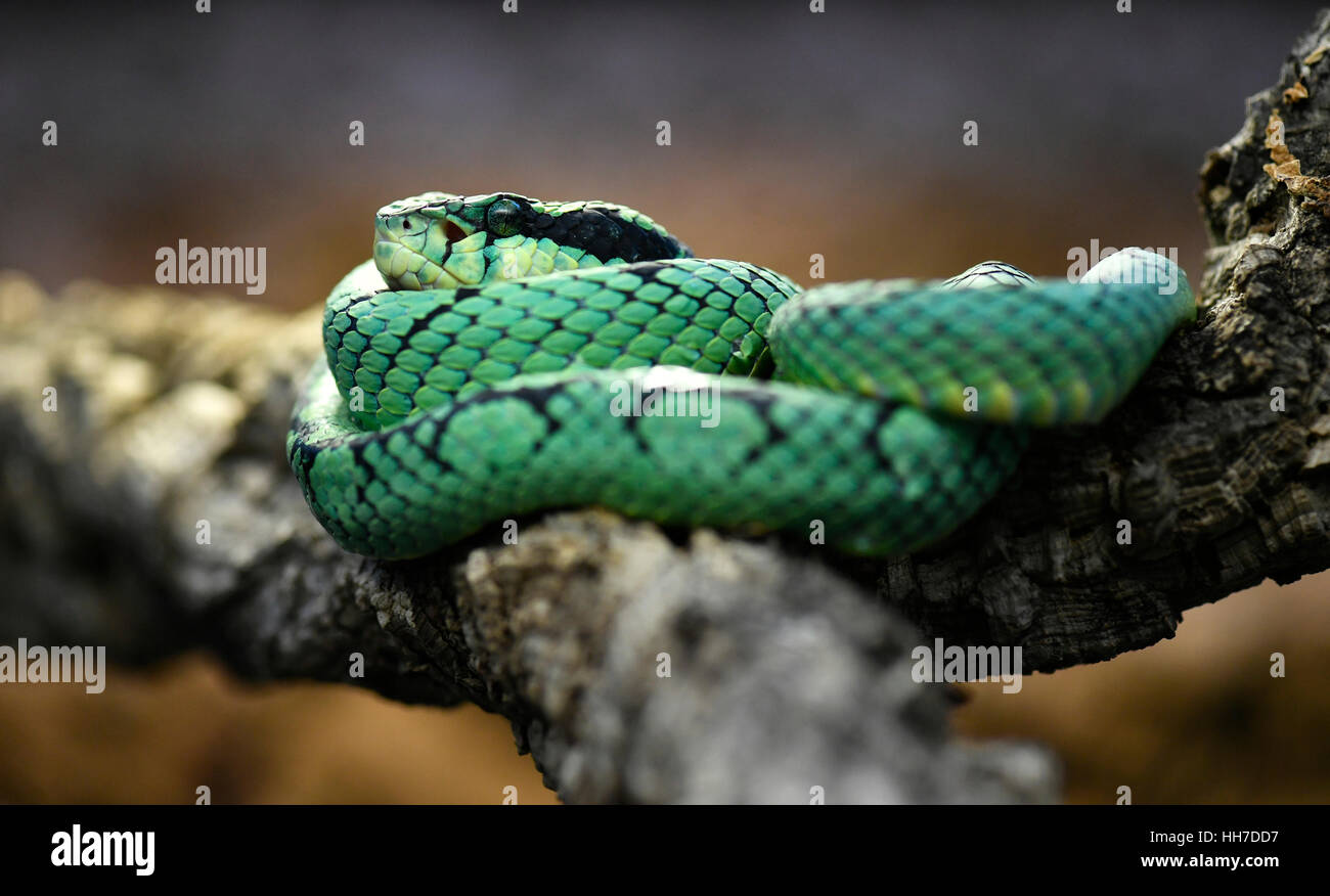 Sri Lanka pit verde viper, anche Ceylon rattlesnakes o pala polonga (Trimeresurus trigonocephalus) arrotolato sul ramo, captive Foto Stock