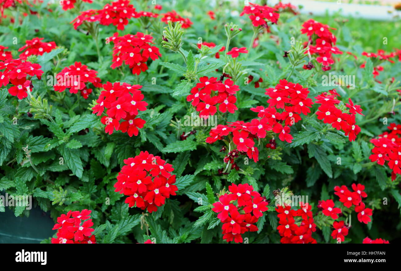 Rosso e verde fiori Foto Stock