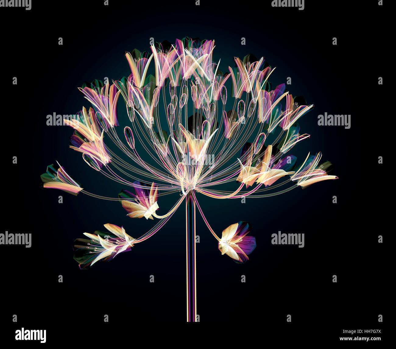Il colore dei fiori di vetro isolato sul nero, la campana Agapanthus 3d illustrazione Foto Stock