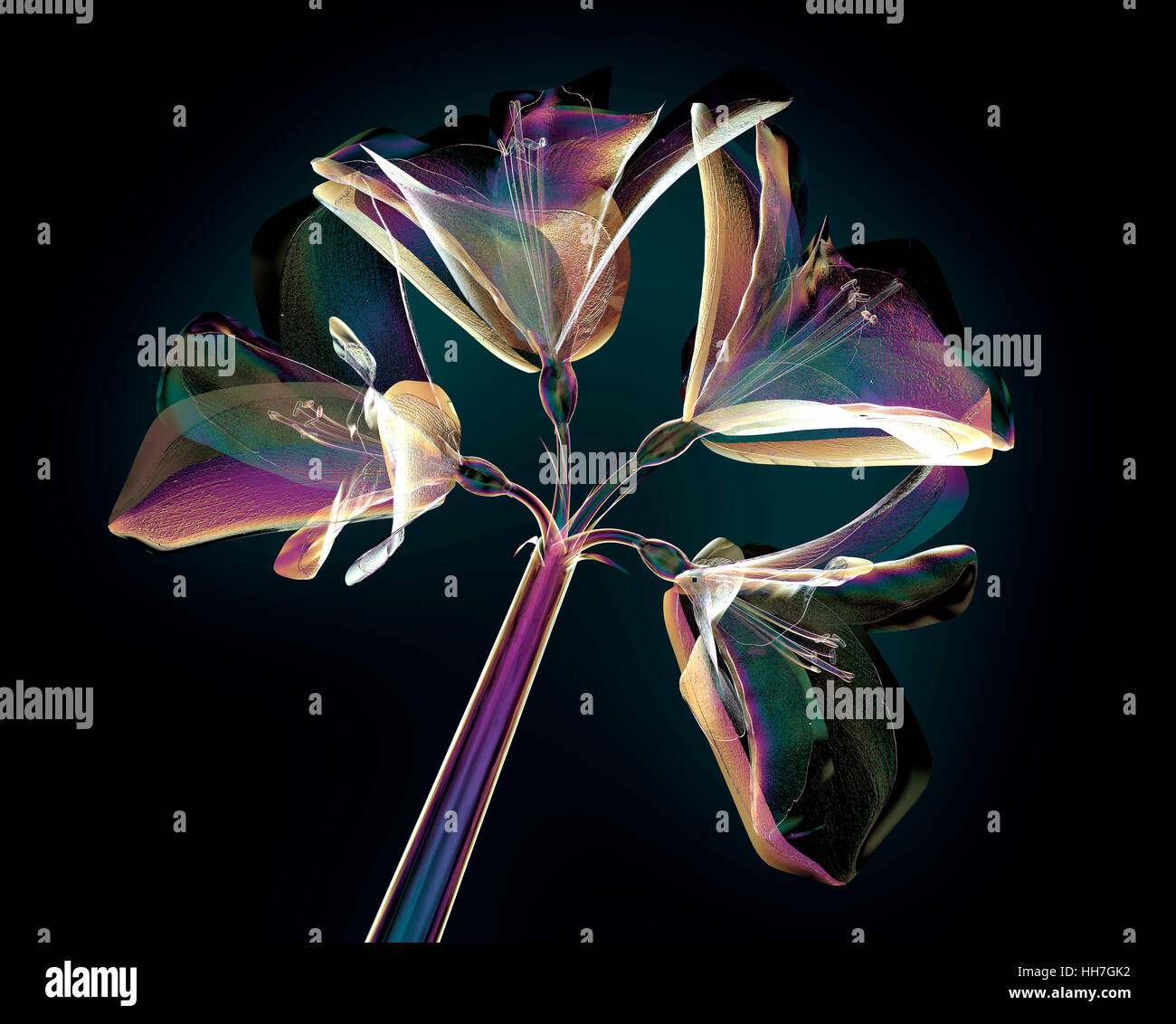 Il colore dei fiori di vetro isolato sul nero, l'Amaryllis 3d illustrazione Foto Stock