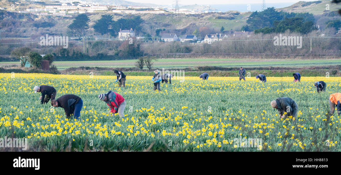 Hayle, Cornwall, Regno Unito. 18 gennaio 2017. Regno Unito Meteo. Un chiaro e giornata di sole nel sud-ovest della Cornovaglia, con Daffodil campi in piena fioritura. Credito: cwallpix/Alamy Live News Foto Stock