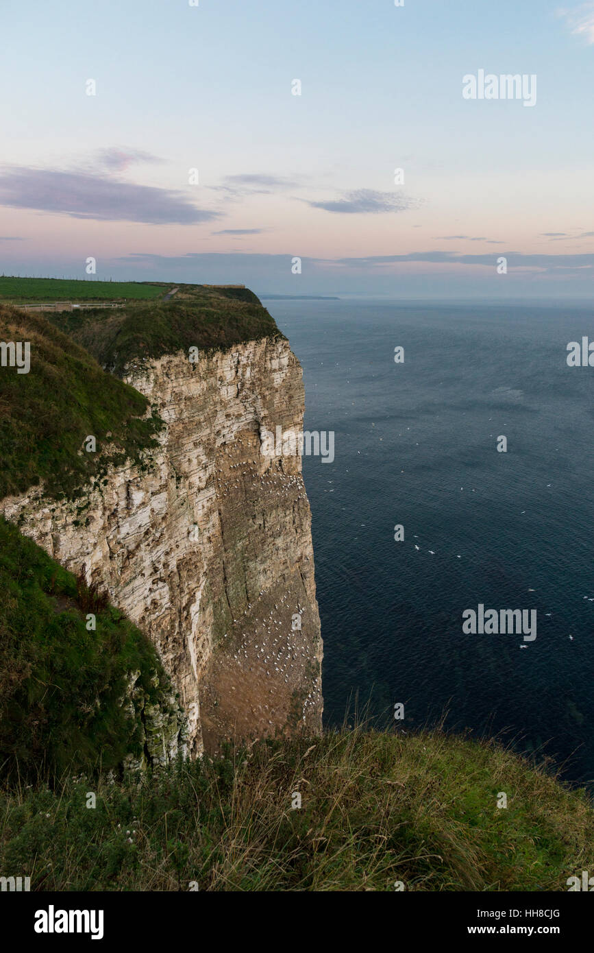 Bella mattina a Bempton Cliffs sulla costa orientale dell'Inghilterra. Drammatica pura chalk cliffs. Foto Stock