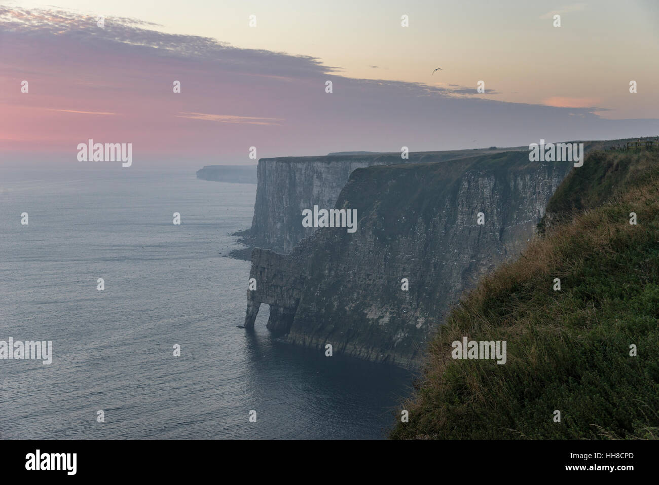 Bella mattina a Bempton Cliffs sulla costa orientale dell'Inghilterra. Drammatica pura chalk cliffs. Foto Stock