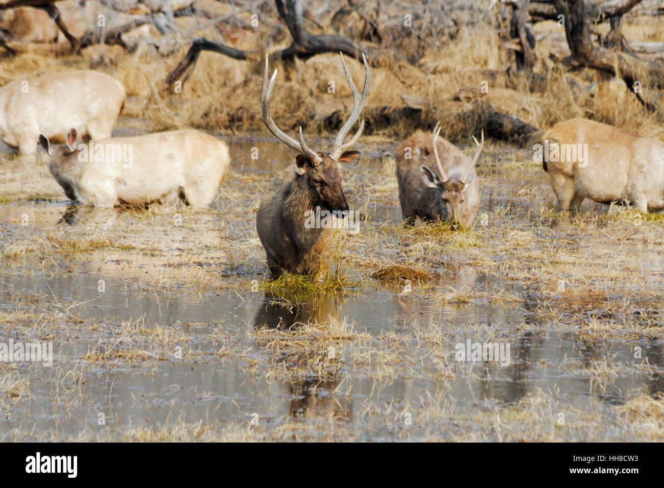 Gruppo di cervi Sambar che pascolano in un lago a Ranthambore, India Foto Stock