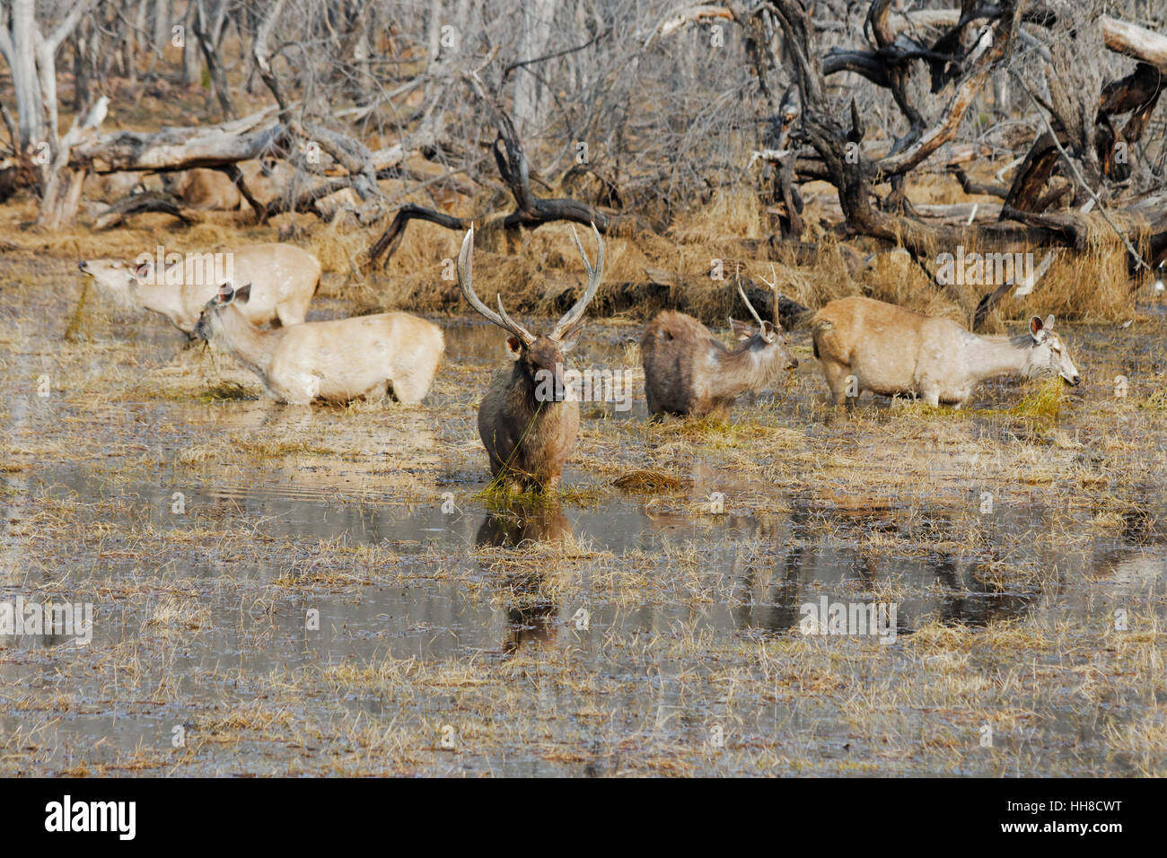 Cinque cervi Sambar si trovano in un lago a Ranthambore, in India, mentre mangiano canne. Foto Stock
