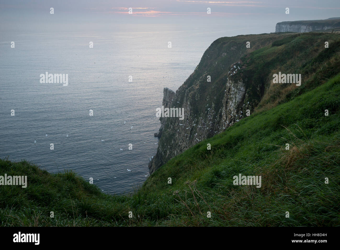 Bella mattina a Bempton Cliffs sulla costa orientale dell'Inghilterra. Drammatica pura chalk cliffs. Foto Stock