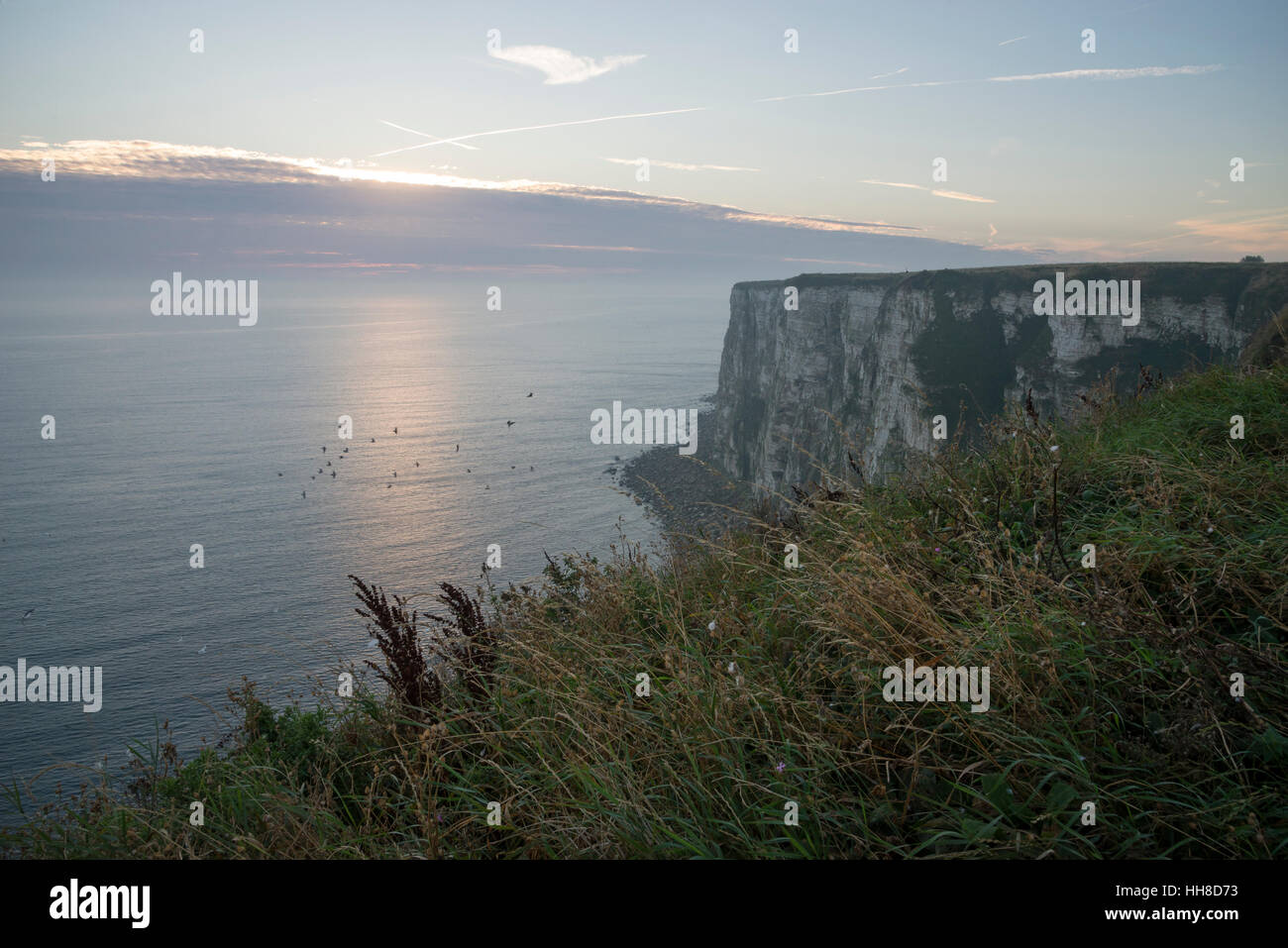 Bella mattina a Bempton Cliffs sulla costa orientale dell'Inghilterra. Drammatica pura chalk cliffs. Foto Stock