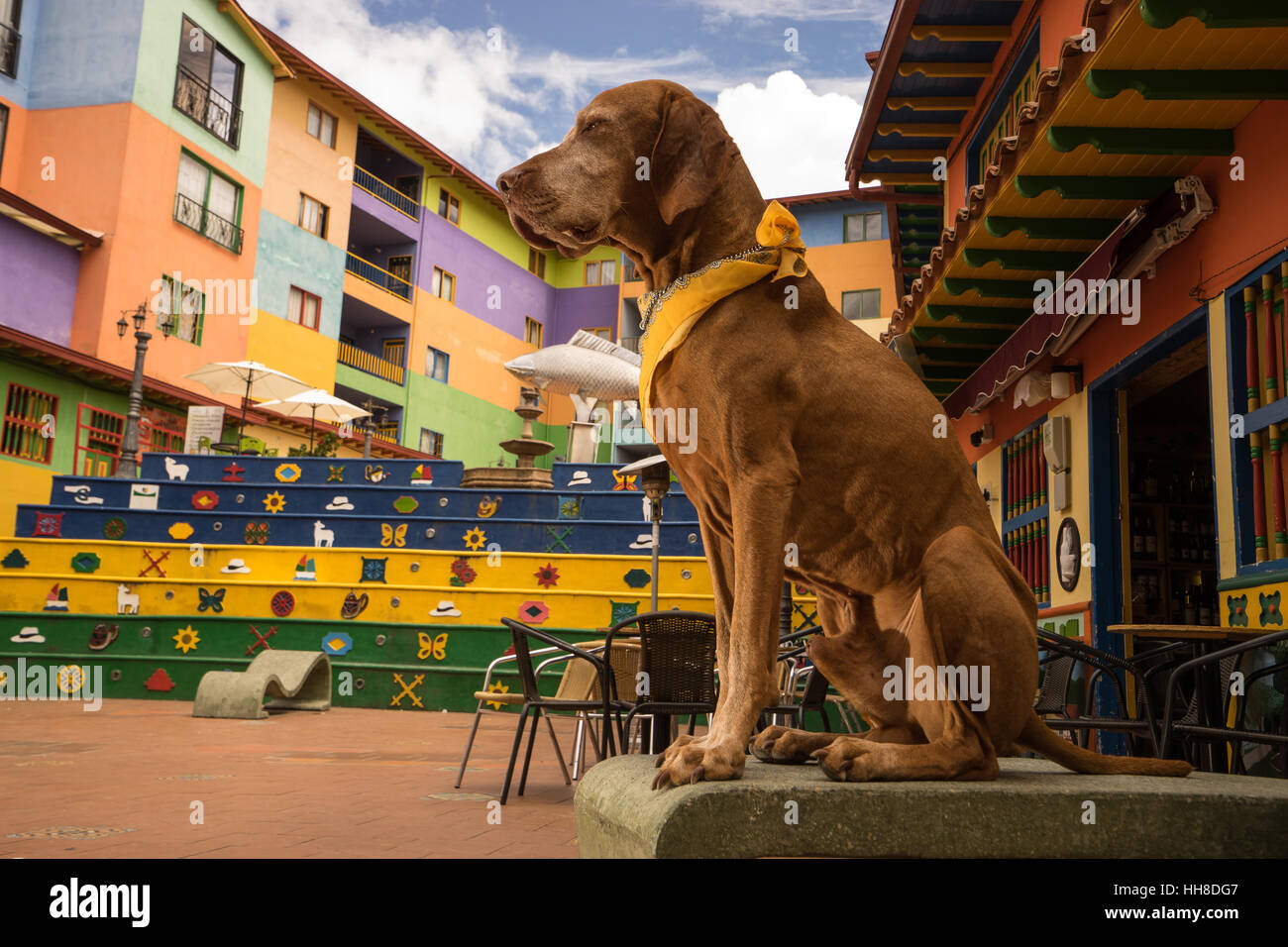 Vizsla cane turistica in posa di central park Guatape Colombia Foto Stock