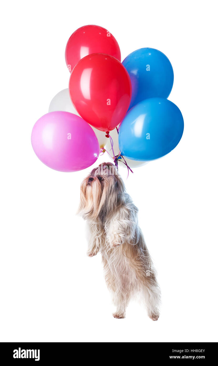 Shih tzu cane battenti su palloncini. Isolato su sfondo bianco. Foto Stock