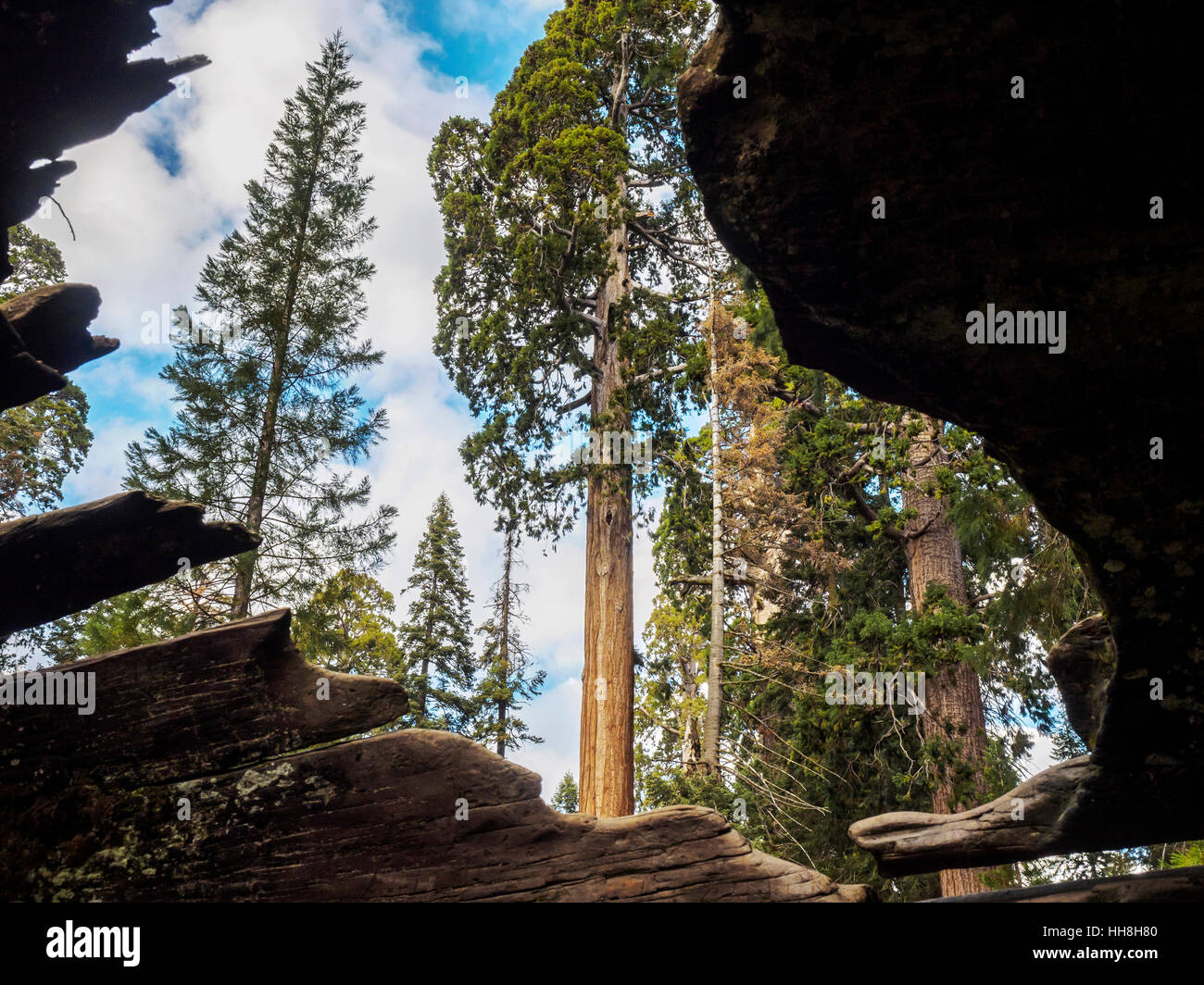 Vista dall'interno di una cava caduti gigantesco albero di sequoia, Grant Grove, Sequoia National Forest. I visitatori possono passeggiare anche se l'albero. Foto Stock