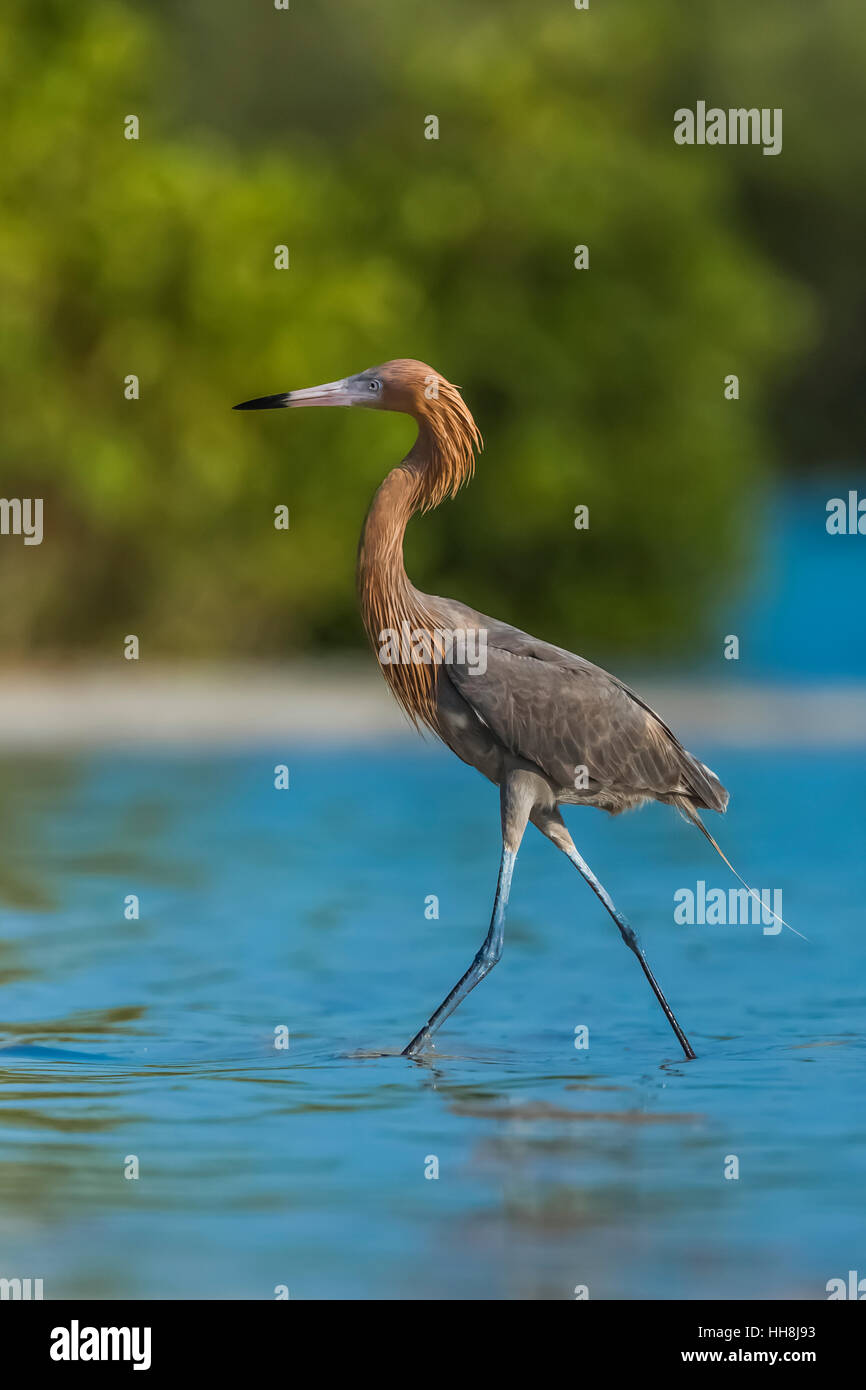 Garzetta rossastra, Egretta rufescens, adulti rovistando in laguna a Tigertail Beach Park su Marco Island, Naples, Florida, Stati Uniti d'America Foto Stock