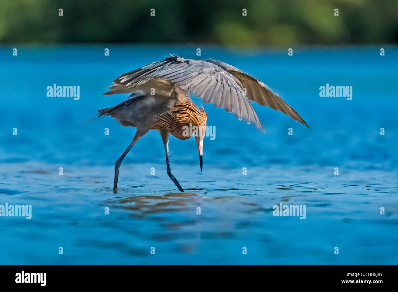 Garzetta rossastra, Egretta rufescens, adulti rovistando in laguna a Tigertail Beach Park su Marco Island, Naples, Florida, Stati Uniti d'America Foto Stock