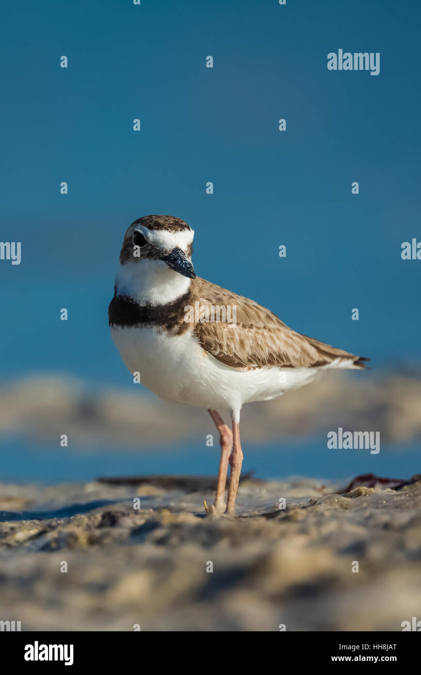 Il Wilson's Plover, Charadrius wilsonia, lungo la riva della laguna a Tigertail Beach Park su Marco Island, Naples, Florida, Stati Uniti d'America Foto Stock