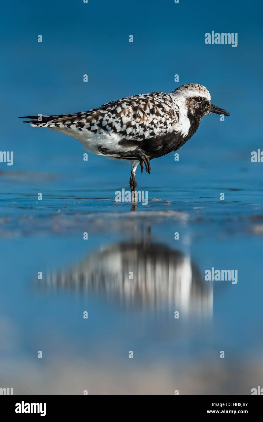 Rospo Plover Pluvialis squatarola, lungo la laguna beach a Tigertail Beach Park su Marco Island, Naples, Florida, Stati Uniti d'America Foto Stock