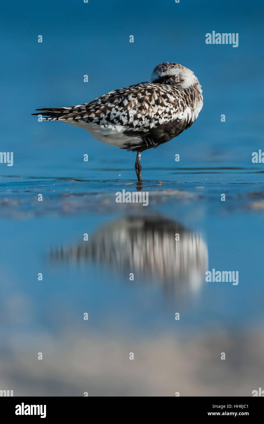 Rospo Plover Pluvialis squatarola, lungo la laguna beach a Tigertail Beach Park su Marco Island, Naples, Florida, Stati Uniti d'America Foto Stock