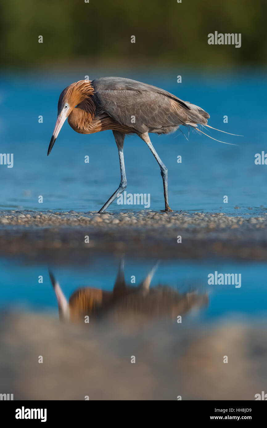 Garzetta rossastra, Egretta rufescens, adulti in dark morph piumaggio rovistando a Tigertail Beach Park su Marco Island, Naples, Florida Foto Stock