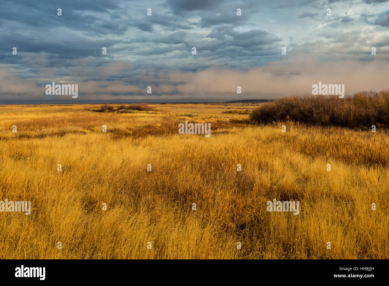 Ampia area umida prato in Malheur National Wildlife Refuge, Oregon, Stati Uniti d'America Foto Stock