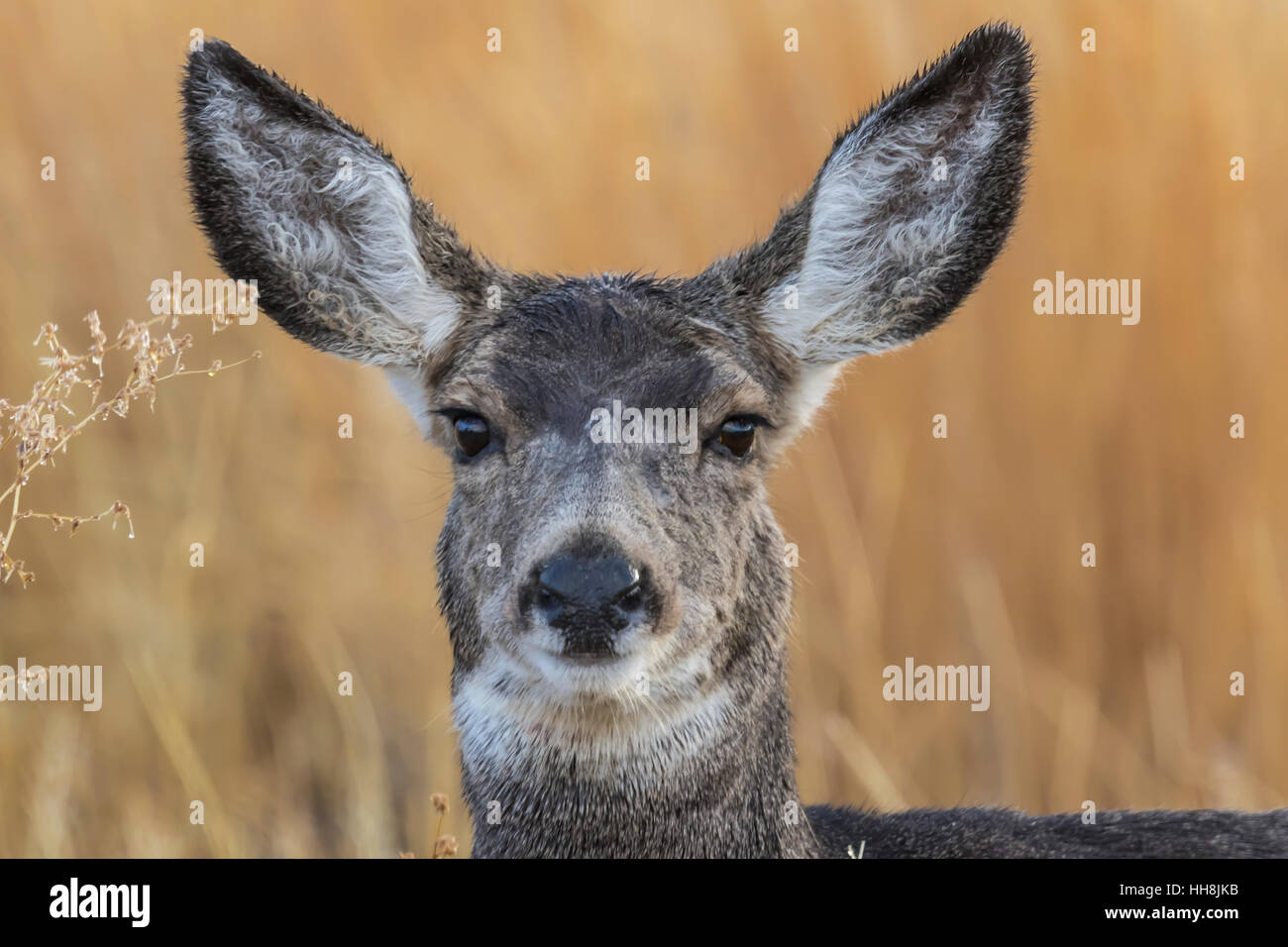 Avviso Mule Deer, Odocoileus hemionus doe, pelo bagnato dalla rugiada del mattino, in Malheur National Wildlife Refuge, Oregon, Stati Uniti d'America Foto Stock