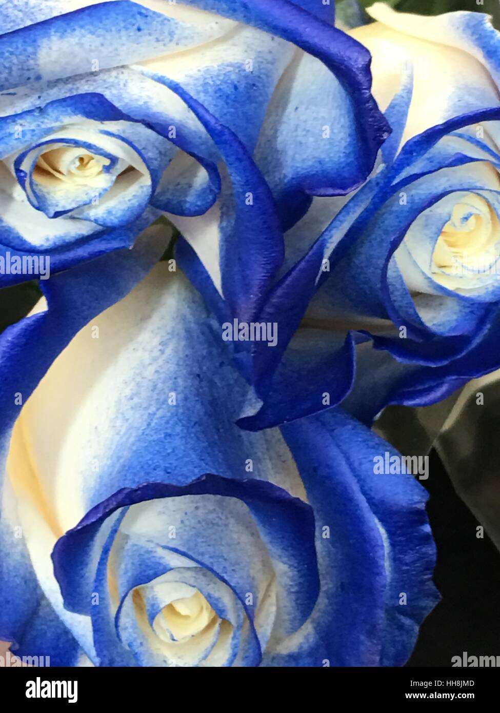 Blue Rose rifilato Foto Stock