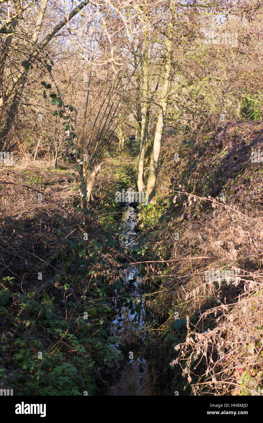Fringuello brook nel South Norwood Country Park in inverno Croydon Inghilterra Foto Stock