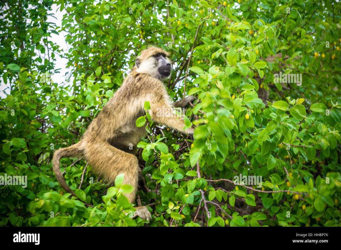 Wild monkey sull'albero, Africa Tanzania, safari Foto Stock