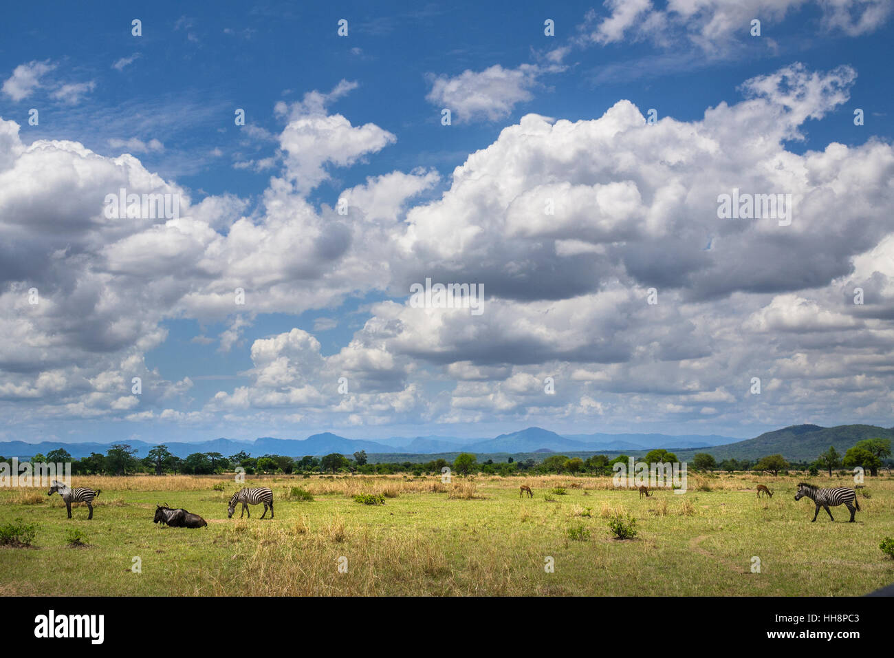 Afica fauna selvatica animali libero su thei home, Ruaha, Tanzania, safari Foto Stock