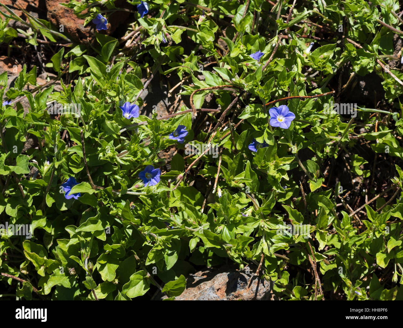 Convolvulus siculus (corregüelita azul, blu centinodia), uno dei più selvaggi bindweeds Canario fioritura in primavera nei pressi di Arguayo, Tenerife Foto Stock