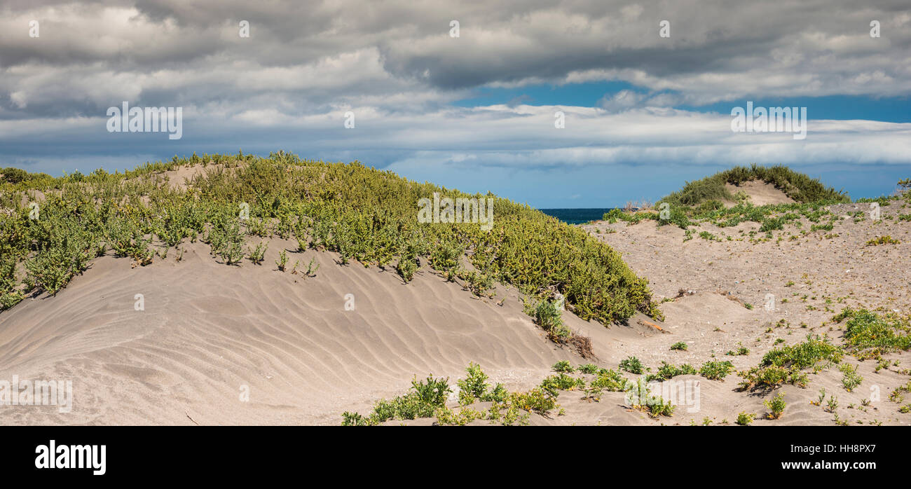 Piccola duna di sabbia con increspature eoliche (prodotte dal vento), parzialmente colonizzate dalla vegetazione, Montana Roja, t El Medano, Tenerife, Isole Canarie, Spagna Foto Stock