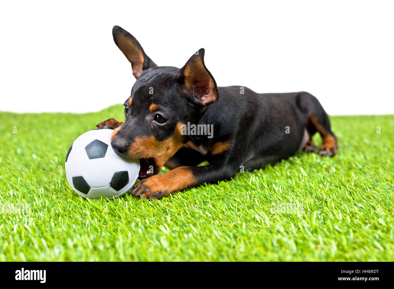 Bella, beauteously, Nizza, palla, giocoso, nero, swarthy, jetblack, profondo Foto Stock
