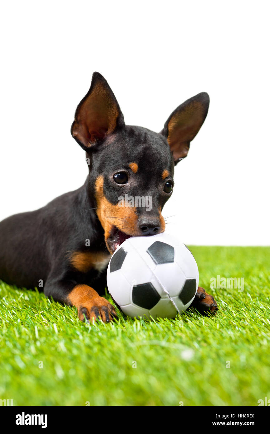 Bella, beauteously, Nizza, palla, giocoso, nero, swarthy, jetblack, profondo Foto Stock