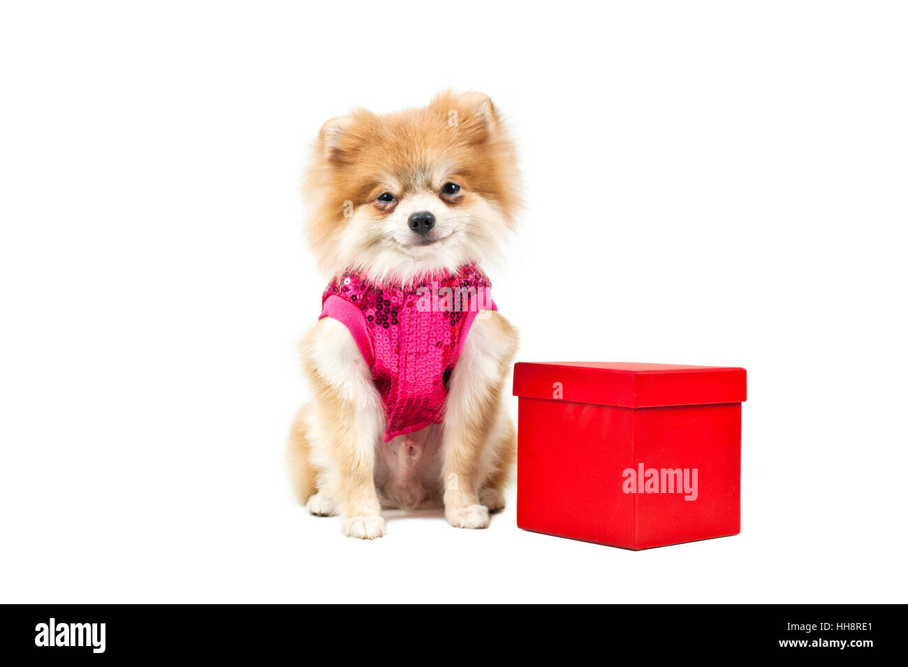 Presente, bella beauteously, Nizza, giocoso, morbida pelliccia, cordiale, gentile, Foto Stock