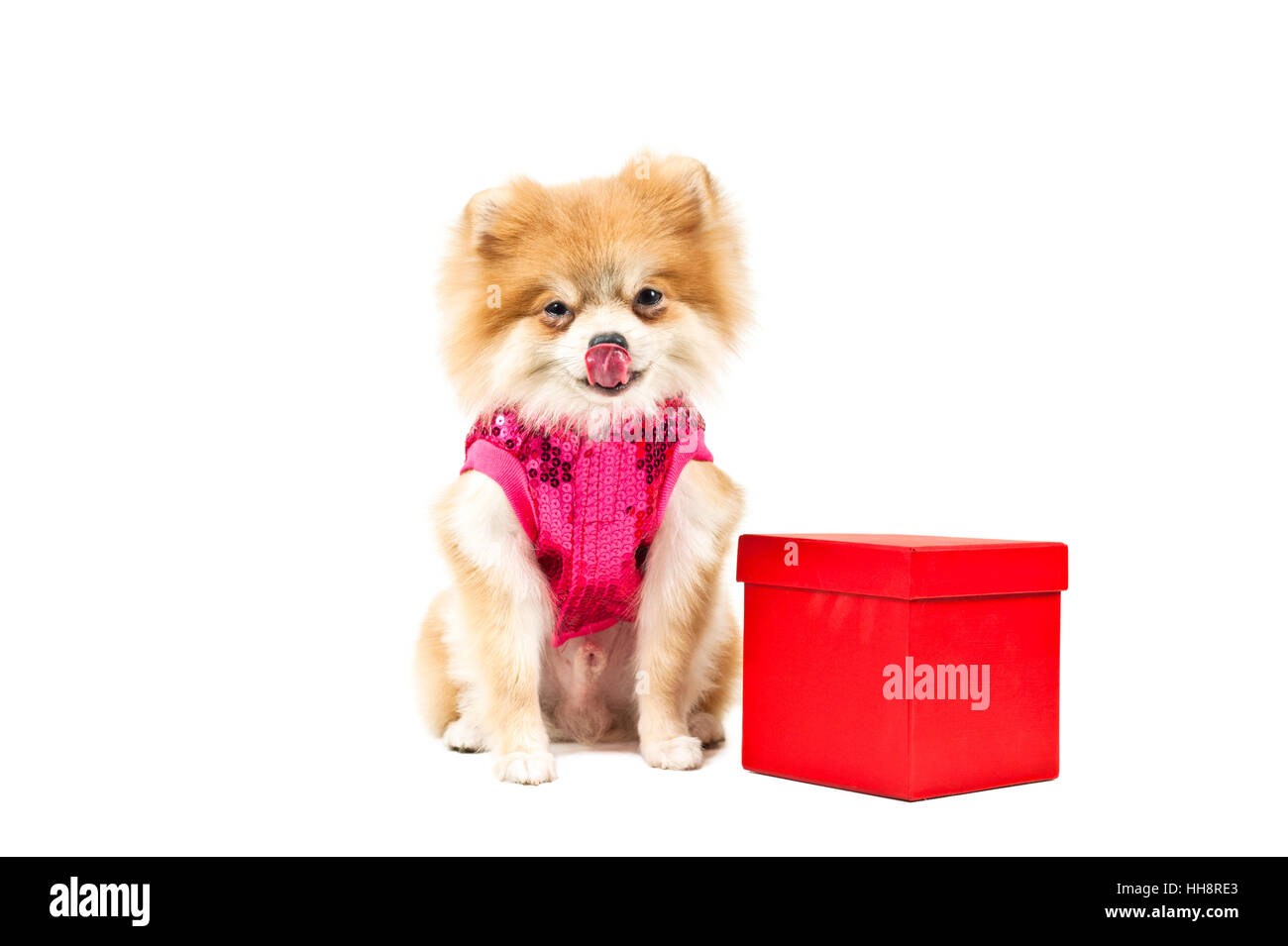 Presente, bella beauteously, Nizza, giocoso, morbida pelliccia, cordiale, gentile, Foto Stock