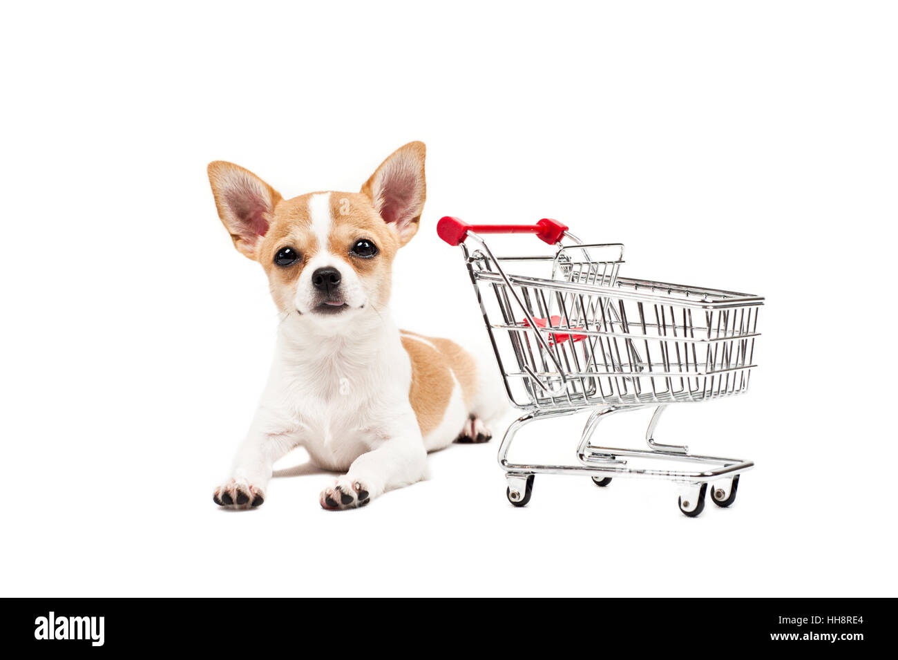 Bella, beauteously, Nizza, giocoso, morbida pelliccia, argento, cordiale, gentile, Foto Stock